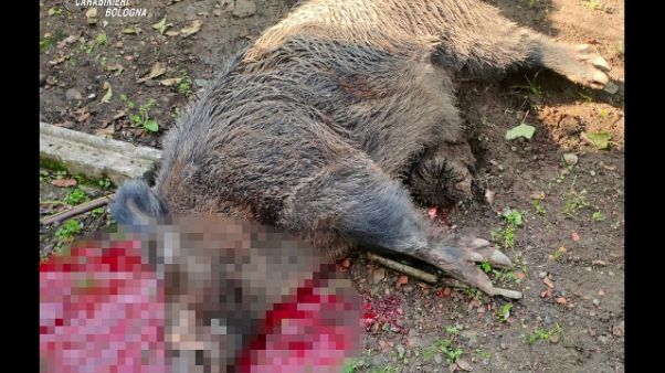 Attaccato da cinghiale, grave un anziano Attaccato da cinghiale, grave un anziano