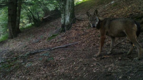Lupa uccisa da colpo fucile in Vda Lupa uccisa da colpo fucile in Vda