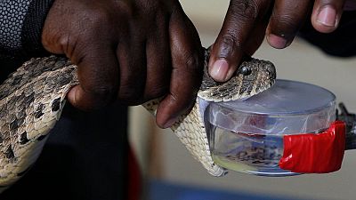 Kenyan researchers work to produce East Africa's first antivenom Kenyan researchers work to produce East Africa's first antivenom