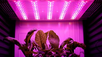 Czech lab grows mustard plants for Mars Czech lab grows mustard plants for Mars