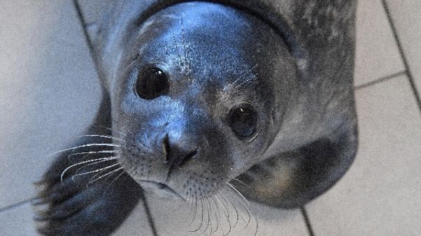 Assessore vede foca e dice 'è un negro' Assessore vede foca e dice 'è un negro'