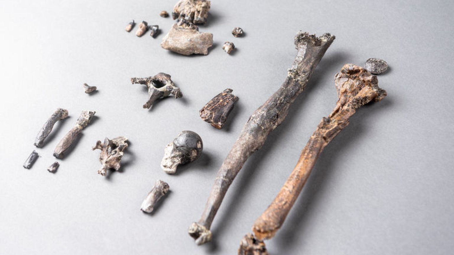 Prehistoric ape from Germany was a pioneer of two-legged walking