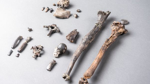 Prehistoric ape from Germany was a pioneer of two-legged walking Prehistoric ape from Germany was a pioneer of two-legged walking