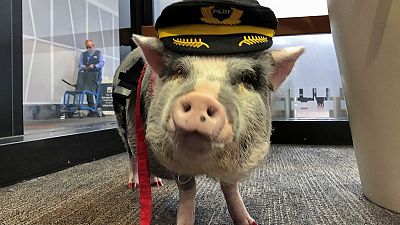 World’s first airport therapy pig hogs the limelight at San Francisco airport World’s first airport therapy pig hogs the limelight at San Francisco airport