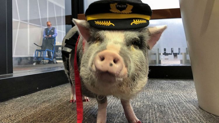 World’s first airport therapy pig hogs the limelight at San Francisco airport