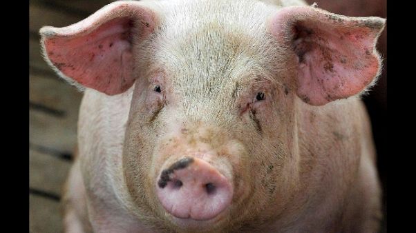 Uccise maialino, arrestato per crudeltà Uccise maialino, arrestato per crudeltà