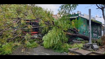 Maltempo: albero si abbatte su bus