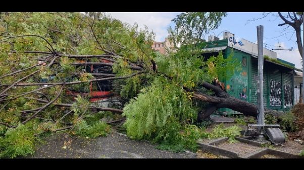 Maltempo: albero si abbatte su bus Maltempo: albero si abbatte su bus