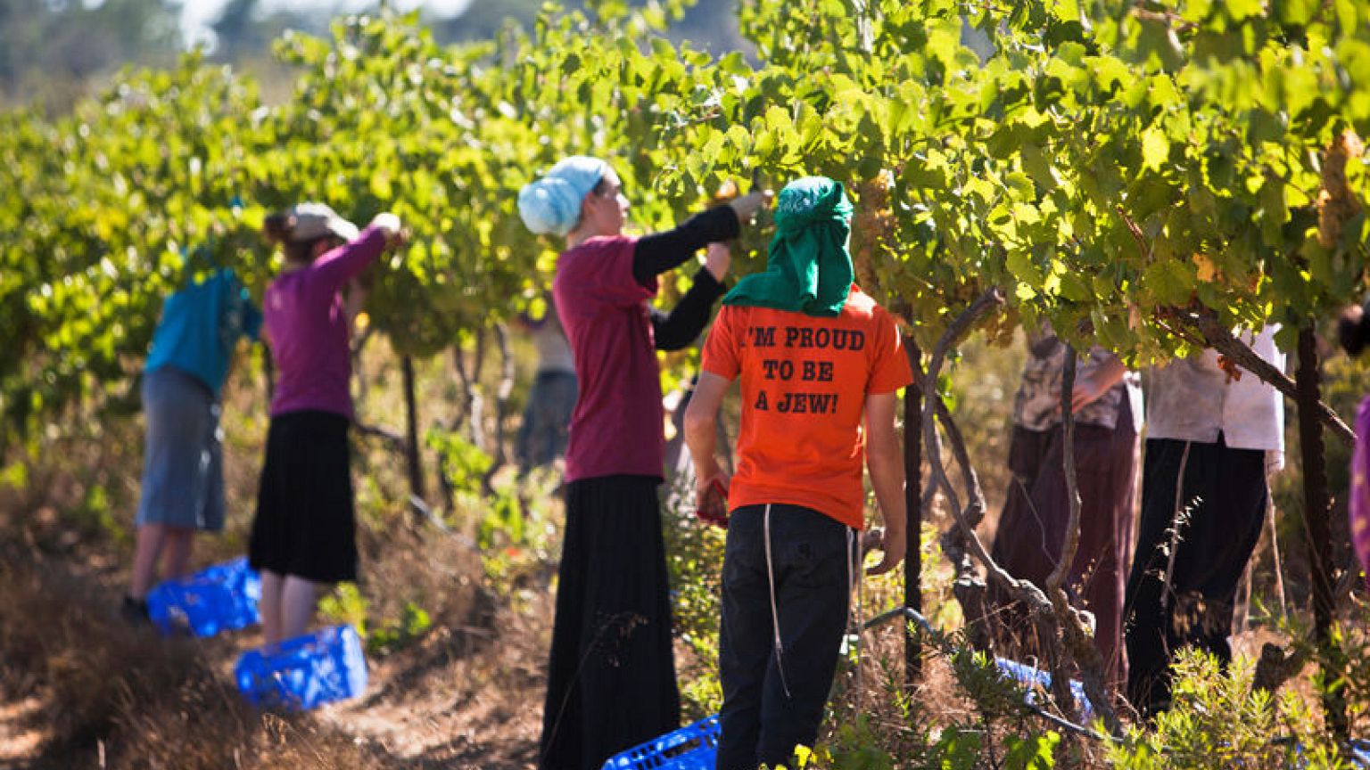 EU court rules goods from Israeli settlements must be labelled