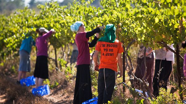EU court rules goods from Israeli settlements must be labelled EU court rules goods from Israeli settlements must be labelled