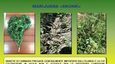 Droga: 41 kg marijuana in congelatore