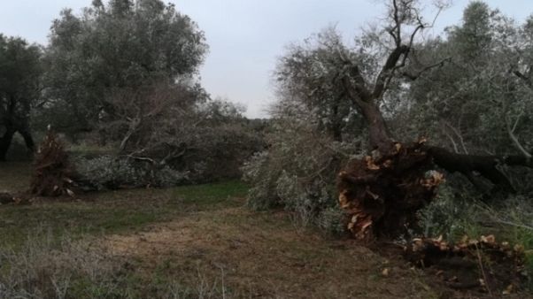 Maltempo: abbattuti ulivi secolari Maltempo: abbattuti ulivi secolari