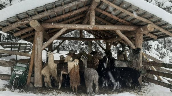 La neve coglie di sorpresa anche i lama La neve coglie di sorpresa anche i lama