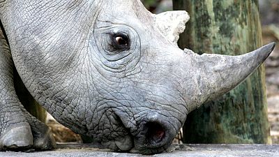 Malawi receives 17 black rhinos from South Africa