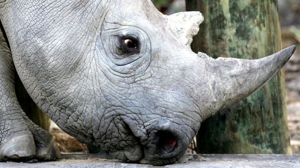 Malawi receives 17 black rhinos from South Africa Malawi receives 17 black rhinos from South Africa