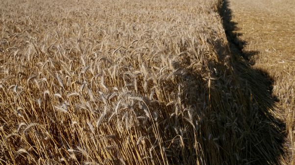Ukrainian lawmakers vote to lift ban on sale of farmland by 2020 Ukrainian lawmakers vote to lift ban on sale of farmland by 2020