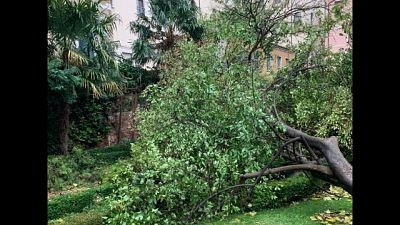 Venezia, danni a giardini storici Venezia, danni a giardini storici
