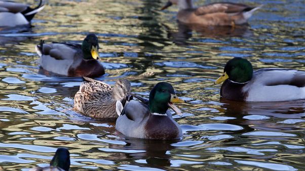 'The ducks have won' - French court says they may keep on quacking 'The ducks have won' - French court says they may keep on quacking