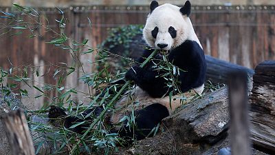 Bei Bei, Washington's eligible bachelor panda, set to move to China