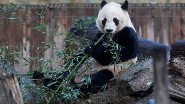 Bei Bei, Washington's eligible bachelor panda, set to move to China Bei Bei, Washington's eligible bachelor panda, set to move to China