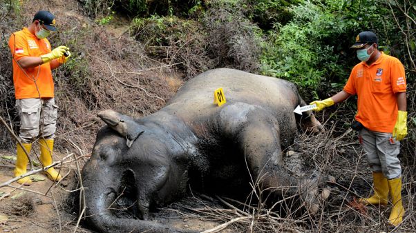 Two critically endangered elephants found dead in a week in Indonesia Two critically endangered elephants found dead in a week in Indonesia