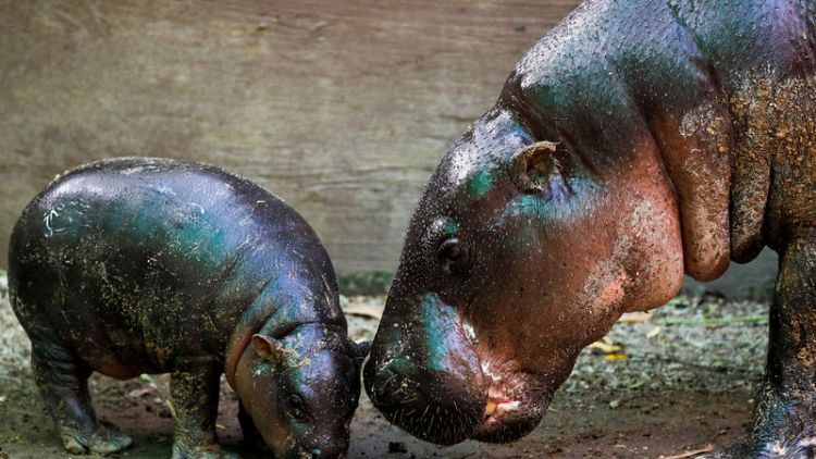 A question of taste in Thai contest to name baby pygmy hippo