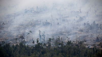 Indonesian fires burnt 1.6 million hectares of land this year - researchers Indonesian fires burnt 1.6 million hectares of land this year - researchers