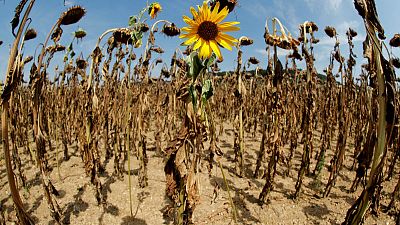 "Indiana Jones" scientists collect seeds in wild for climate change fight "Indiana Jones" scientists collect seeds in wild for climate change fight
