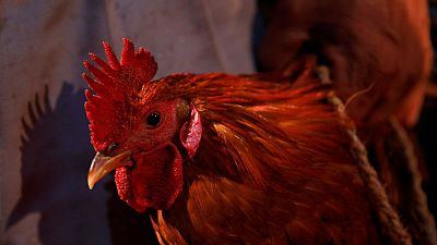 Thousands of animals sacrificed in Nepal Hindu ritual amid outcry Thousands of animals sacrificed in Nepal Hindu ritual amid outcry