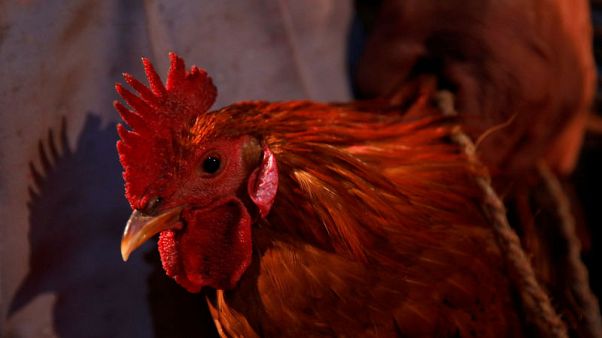 Thousands of animals sacrificed in Nepal Hindu ritual amid outcry Thousands of animals sacrificed in Nepal Hindu ritual amid outcry