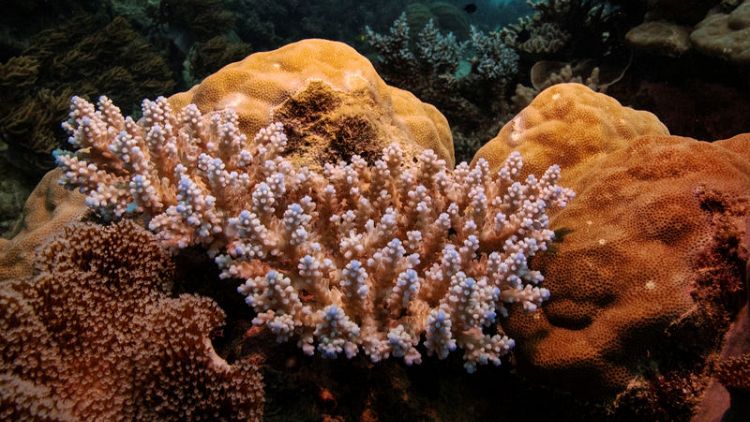 In New York lab, centuries-old corals hold clues to climate shifts