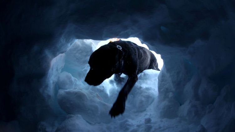 Switzerland's search dogs get ready for deadly avalanche season