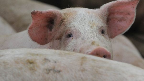 Produttore,carni Italia garanzia qualità Produttore,carni Italia garanzia qualità