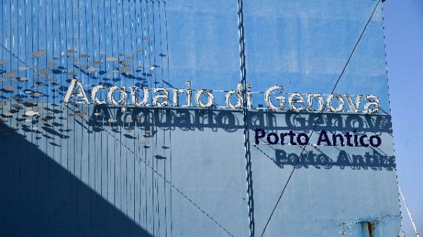 Coronavirus: riapre l'Acquario a Genova Coronavirus: riapre l'Acquario a Genova