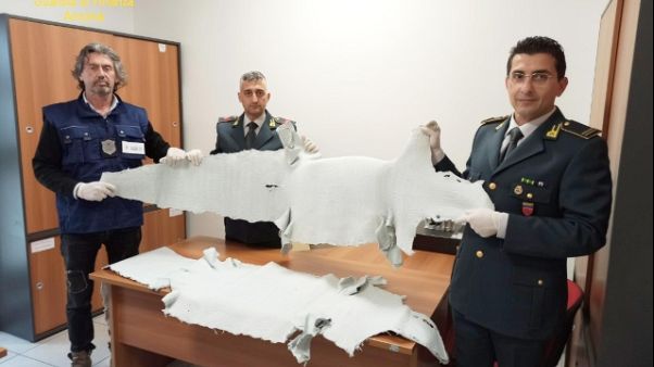 Gdf sequestra 39 pelli alligatore porto Gdf sequestra 39 pelli alligatore porto