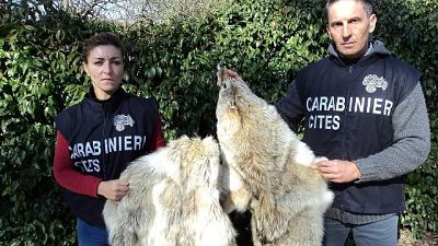 Sequestri pelli animali Arezzo e Firenze Sequestri pelli animali Arezzo e Firenze