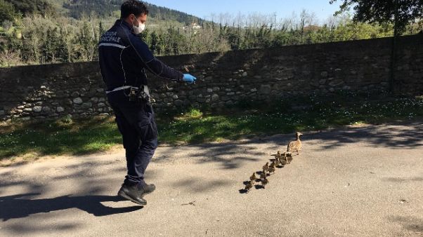 Prato, 'scorta' municipale per papere Prato, 'scorta' municipale per papere