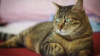 Coronavirus: a Vo' parte test su gatti Coronavirus: a Vo' parte test su gatti