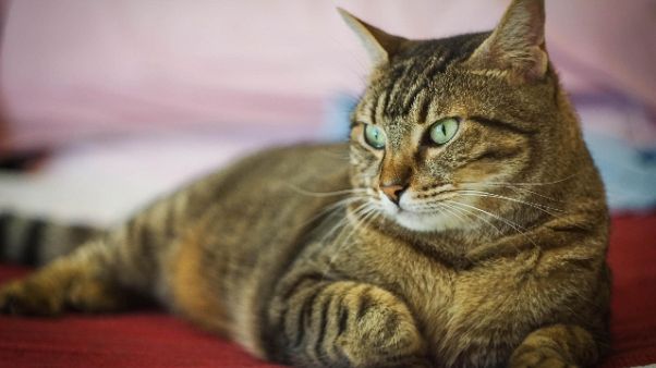 Coronavirus: a Vo' parte test su gatti Coronavirus: a Vo' parte test su gatti