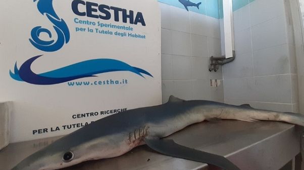 Squalo recuperato al largo di Cervia Squalo recuperato al largo di Cervia