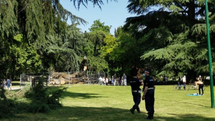 A parco Milano cade enorme ramo albero