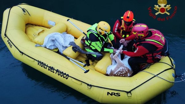 Daino cade in un canale, salvato Daino cade in un canale, salvato