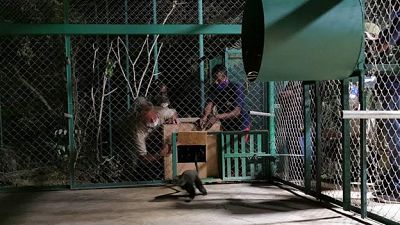 Rescued Monkeys arrive at Jeunes Animaux Confisqués au Katanga (J.A.C.K.) Sanctuary, a Pan African Sanctuary Alliance (PASA) Member