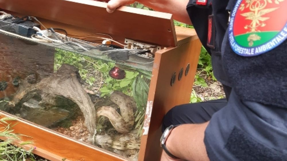 Serpente Boa Abbandonato A Pistoia Euronews
