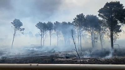 Ieri rogo ha distrutto cento ettari di bosco nell'agrigentino Ieri rogo ha distrutto cento ettari di bosco nell'agrigentino