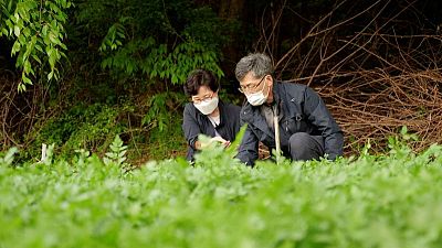 'That's my story': Oscar winner thrills South Korean minari farmers 'That's my story': Oscar winner thrills South Korean minari farmers