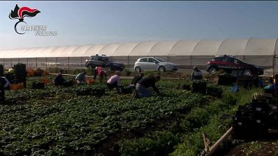 Pagati 5 euro l'ora per otto ore di lavoro Pagati 5 euro l'ora per otto ore di lavoro
