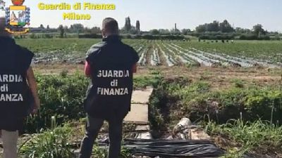 Sequestrata nel milanese azienda agricola del valore di 7.5 mln Sequestrata nel milanese azienda agricola del valore di 7.5 mln