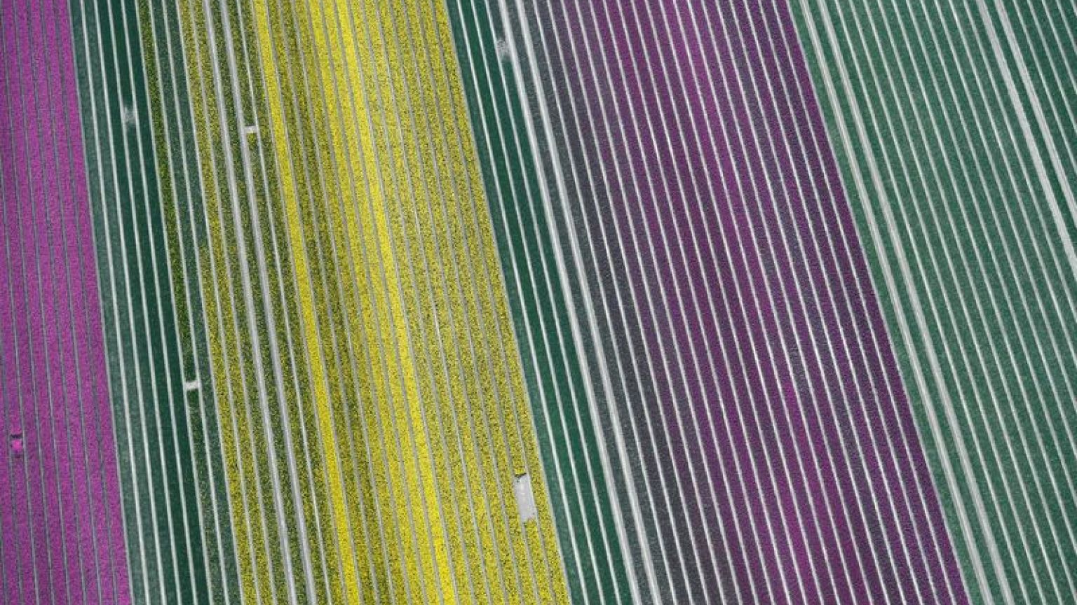 Millones de tulipanes holandeses vuelven a florecer, en un espectáculo que pocos podrán ver