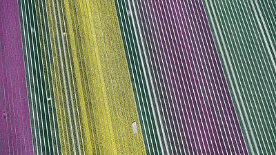 Millones de tulipanes holandeses vuelven a florecer, en un espectáculo que pocos podrán ver Millones de tulipanes holandeses vuelven a florecer, en un espectáculo que pocos podrán ver
